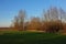 Meadow with bare polarded willow trees and reed in the flemish countryside