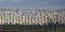 Meadow with bare poplar trees against a cloudy winter sky in the Flemish countryside