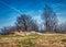 Meadow, bare trees, blue sky, white pigeon