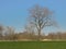 Meadow with bare trees and red in the flemish countryside