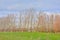 Meadow with bare willow and poplar  trees against a cloudy winter sky in the Flemish countrysid