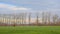 Meadow with bare willow and poplar  trees against a cloudy winter sky in the Flemish countrysid