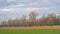 Meadow with bare willow trees against a cloudy winter sky in the Flemish countrysid