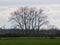 Meadow with bare willow trees on a cold winter day in the flemish countryside