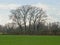 Meadow with bare willow trees in the flemish countryside