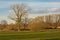 Meadow with bare winter trees in a sunny marsh