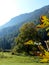 meadow with beautiful deciduous tree and mountain forest in the background in the morning back light 2