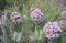 Meadow Of Beautiful Pink Blooming Milkweed Plants Asclepias speciosa In Browns Park, Colorado
