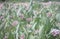 Meadow Of Beautiful Pink Blooming Milkweed Plants Asclepias speciosa In Browns Park, Colorado