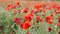 Meadow with beautiful red poppy flowers in spring