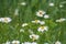 Meadow of beautiful white wild chamomile flowers