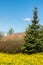 Meadow with a beautiful yellow dandelion bloom and spruce