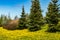 Meadow with a beautiful yellow dandelion bloom and spruce