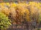 Meadow in birch grove in colorful forest