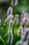 Meadow bistort Bistorta officinalis in the field