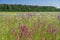 Meadow in bloom  with the purple lupines, pink sticky catchfly and white wildflowers