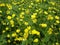 Meadow of blooming buttercup yellow flowers