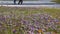 Meadow with blooming Crocus flowers