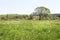 Meadow with blooming daffodils and a large tree in the distance.