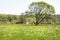 Meadow with blooming daffodils and a large tree in the distance.