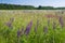 Meadow with blooming violet, purple and pink sticky catchfly and lupines