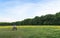 Meadow with blooming wild flowers