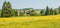 Meadow with blooming yellow flowers and dandelions. The outskirts of the Ural village in the Perm region, Russia