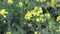 Meadow with blooming yellow flowers raps. Single raps blooms waving in the wind seen from close up.