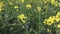 Meadow with blooming yellow flowers raps. Single raps blooms waving in the wind seen from close up.