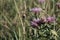 Meadow blosom red flowers