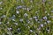 A meadow with blossoming forget-me-not