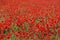 Meadow with blossoming poppy