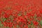 Meadow with blossoming poppy