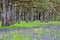 Meadow of Blue Camas wildflowers with oak tree forest