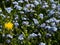 Meadow with blue flowers and one yellow thistle.  Early spring.