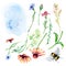 Meadow blue. pink flowers, grass, ladybug, bee, cornflower watercolor illustration isolated