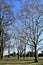 A meadow, a blue sky and trees with bare branches, between earth and sky in a park in Padua.