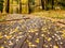 Meadow with boardwalk in Yosemite National Park Valley at autumn