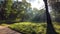 Meadow, with bright green fresh grass, dirt path and sun shining through trunk