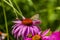 A Meadow Brown Brush-footed butterfly lands on a Purple Coneflower in a garden in Sussex, UK