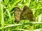 Meadow Brown Butterflies