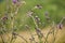 Meadow Brown Butterflies on Thistles