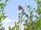 Meadow Brown, butterfliy, Maniola jurtina on thistle