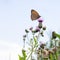 Meadow Brown, butterfliy, Maniola jurtina on thistle