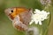 Meadow brown butterfly