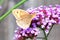 Meadow Brown Butterfly