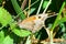 Meadow Brown Butterfly