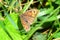 Meadow Brown Butterfly