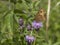 Meadow brown butterfly