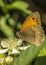 Meadow brown Butterfly